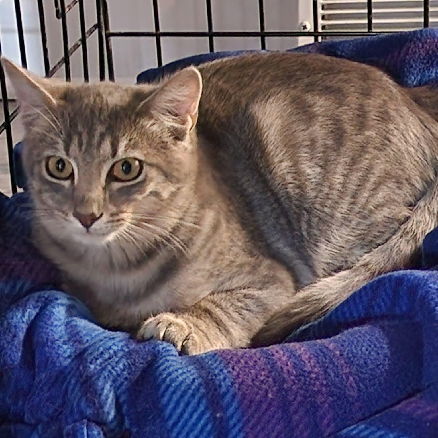 Braeburn, ADOPTABLE, Kitten Male Tabby.