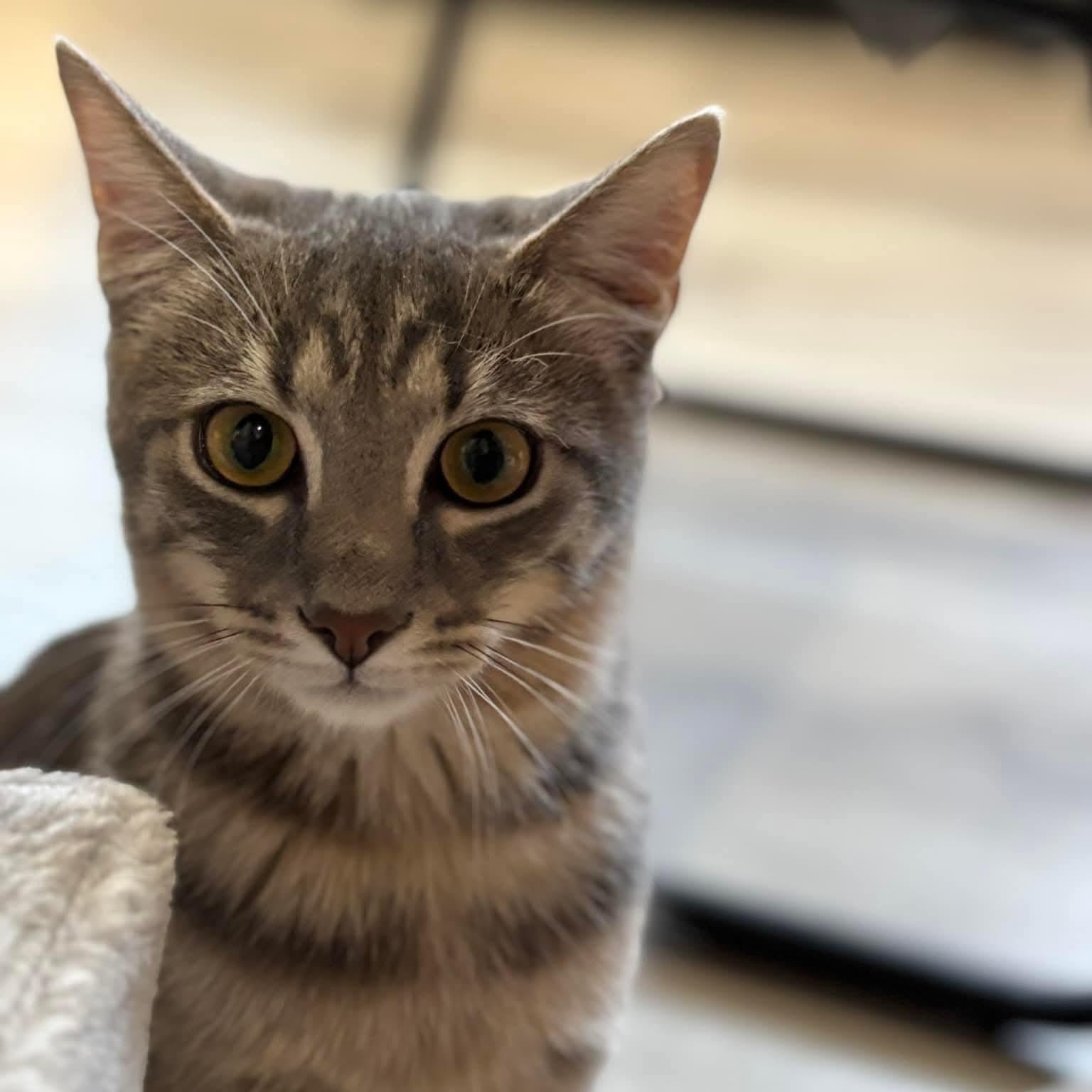 Enlarge Braeburn, a ADOPTABLE mixed breed in South Park, PA image 2/5