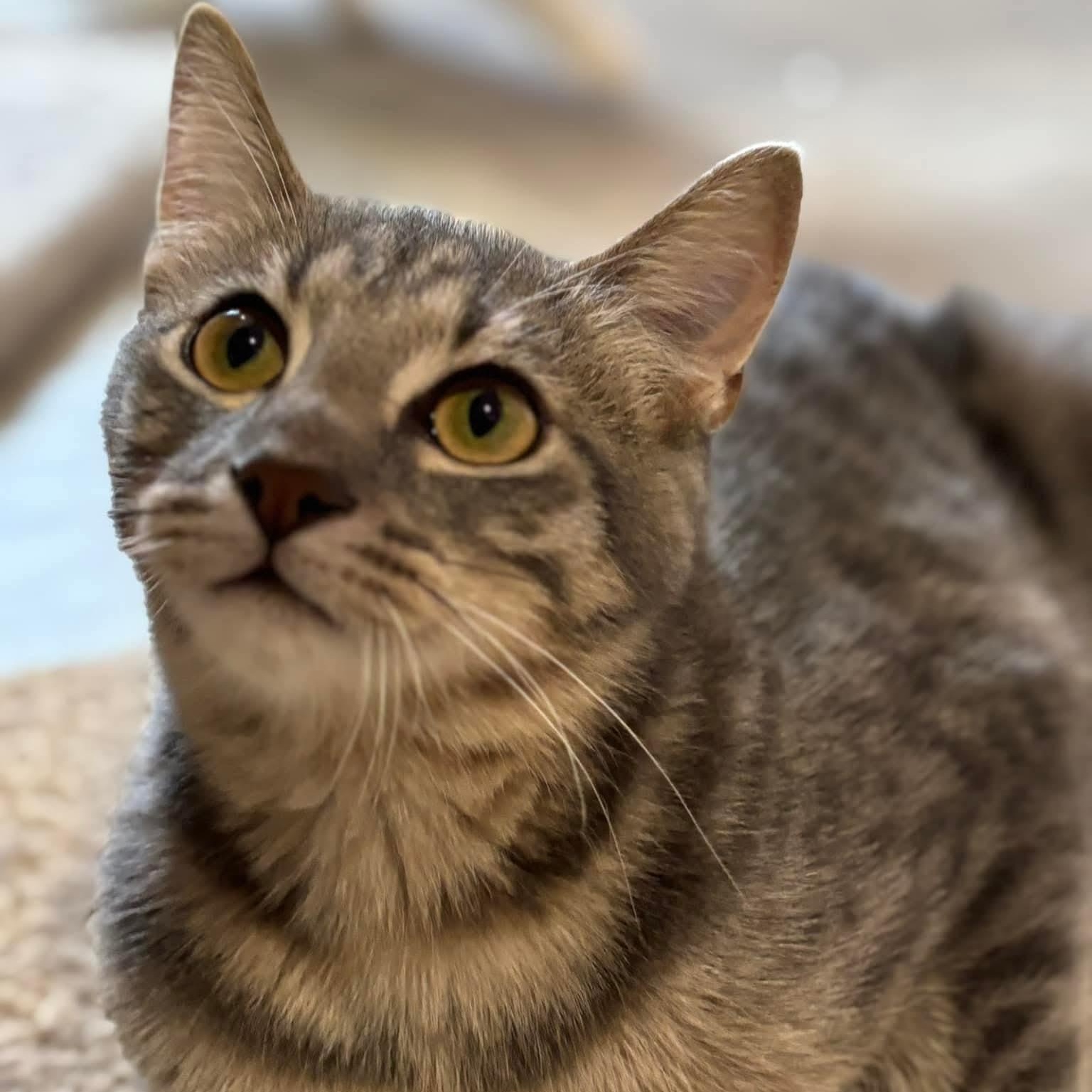 Enlarge Braeburn, a ADOPTABLE mixed breed in South Park, PA image 5/5