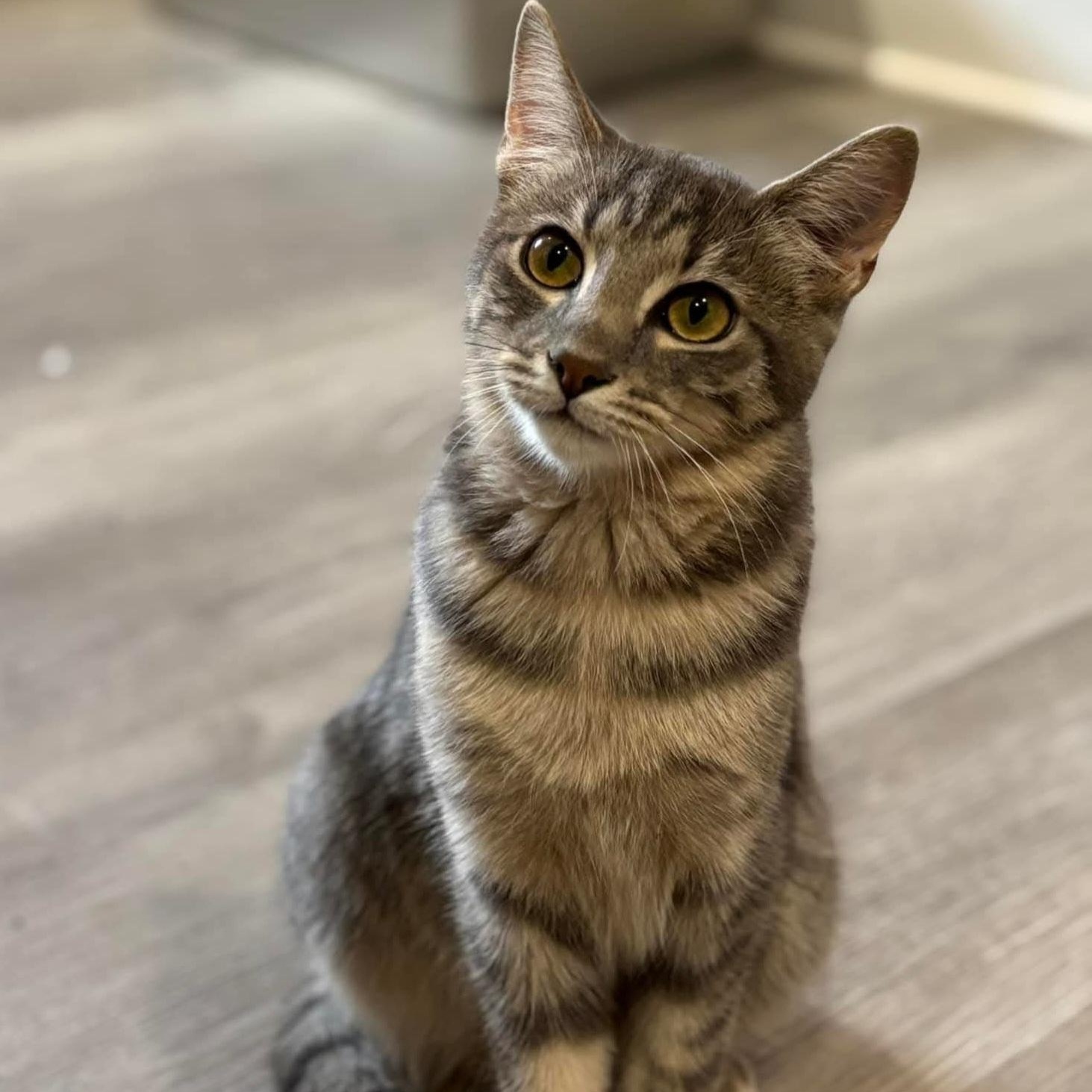 Enlarge Braeburn, a ADOPTABLE mixed breed in South Park, PA image 4/5