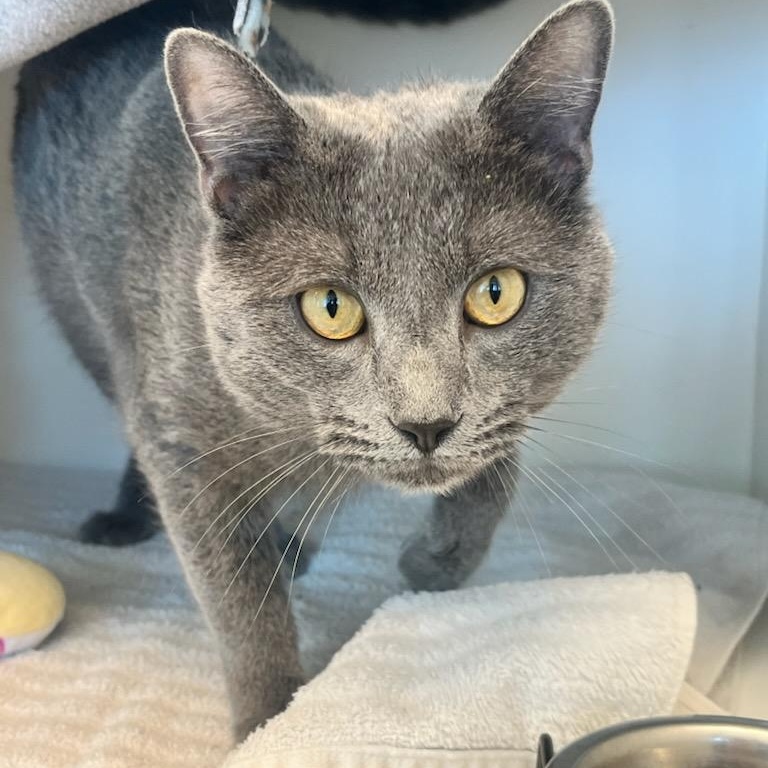 Enlarge Red Ryder BB (ID 49424/4072), an adopted Domestic Short Hair in Manassas, VA image 1/1