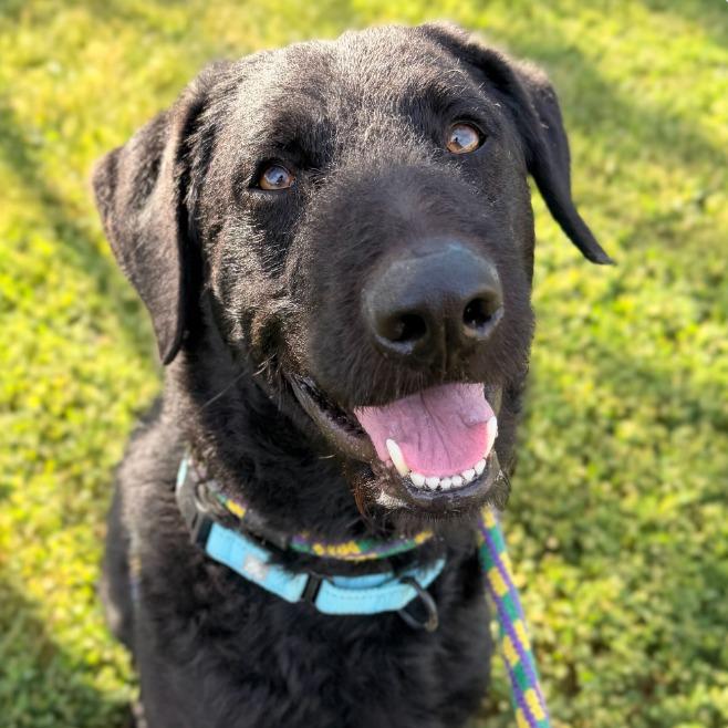 Enlarge Fancy Dan, a Adoptable mixed breed in Decorah, IA image 1/3