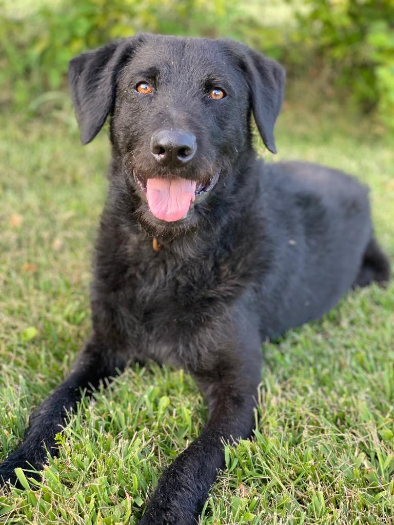 Enlarge Fancy Dan, a Adoptable mixed breed in Decorah, IA image 2/4