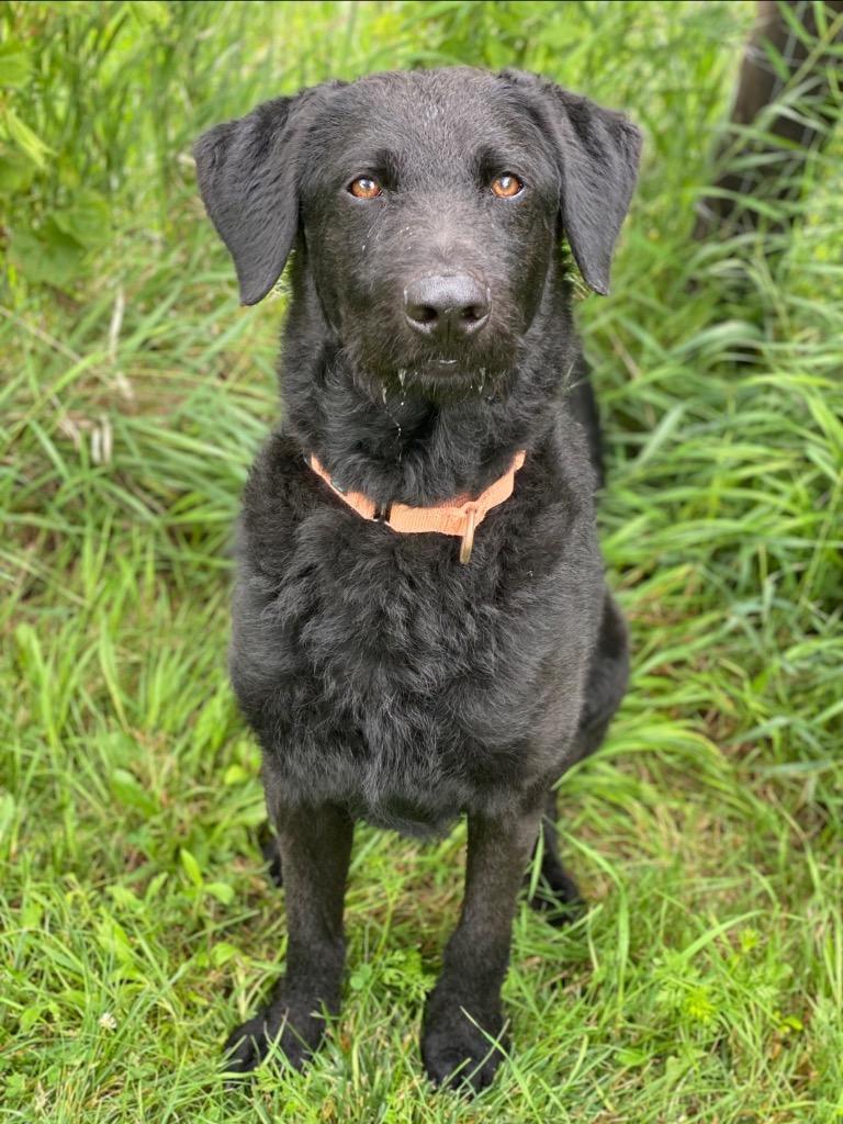 Enlarge Fancy Dan, a Adoptable mixed breed in Decorah, IA image 2/3