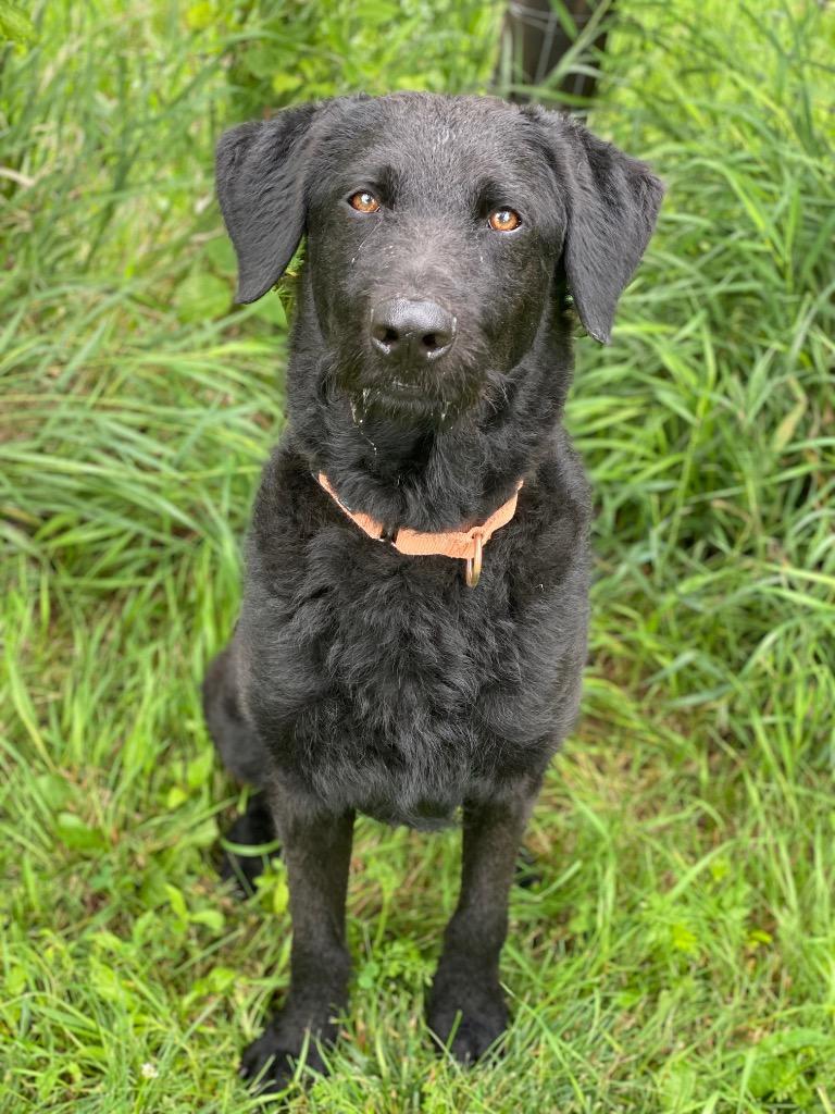 Enlarge Fancy Dan, a Adoptable mixed breed in Decorah, IA image 3/3