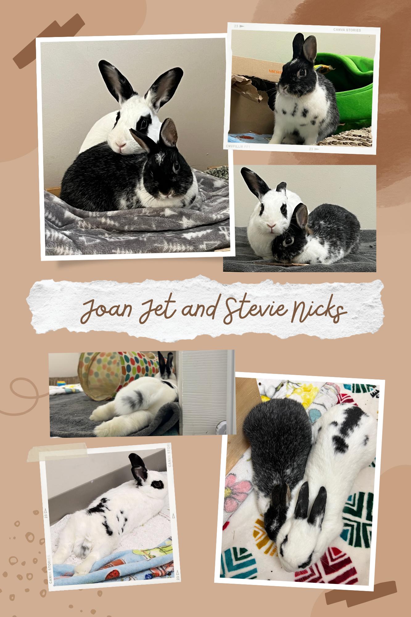 Stevie Nicks (bonded with Joan Jett), Adoptable, Young Female English Spot.