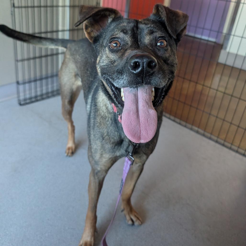 Louis, a Adoptable mixed breed in Albuquerque, NM image 6/6