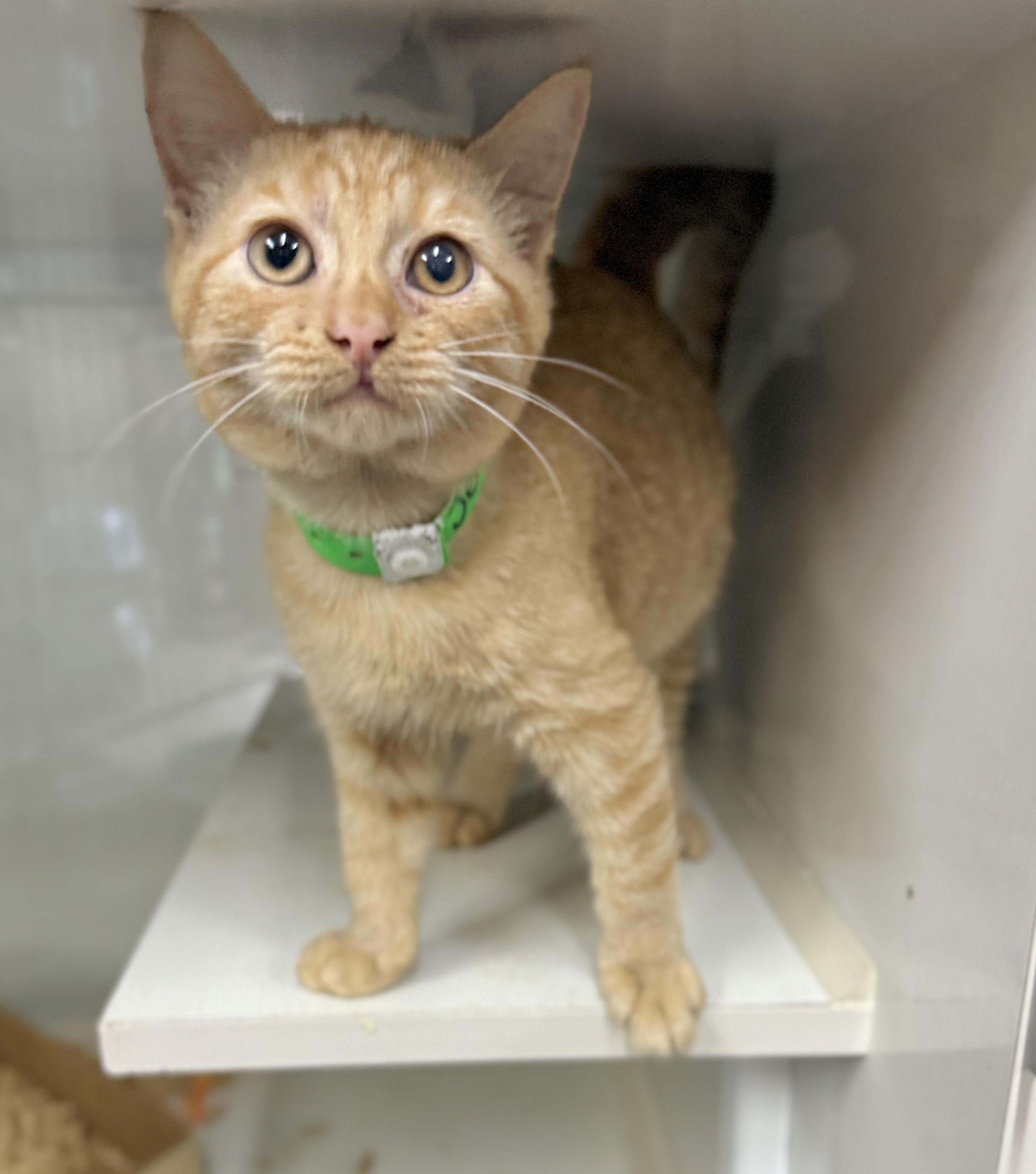 Jeronimo, Adoptable, Kitten Male Tabby.