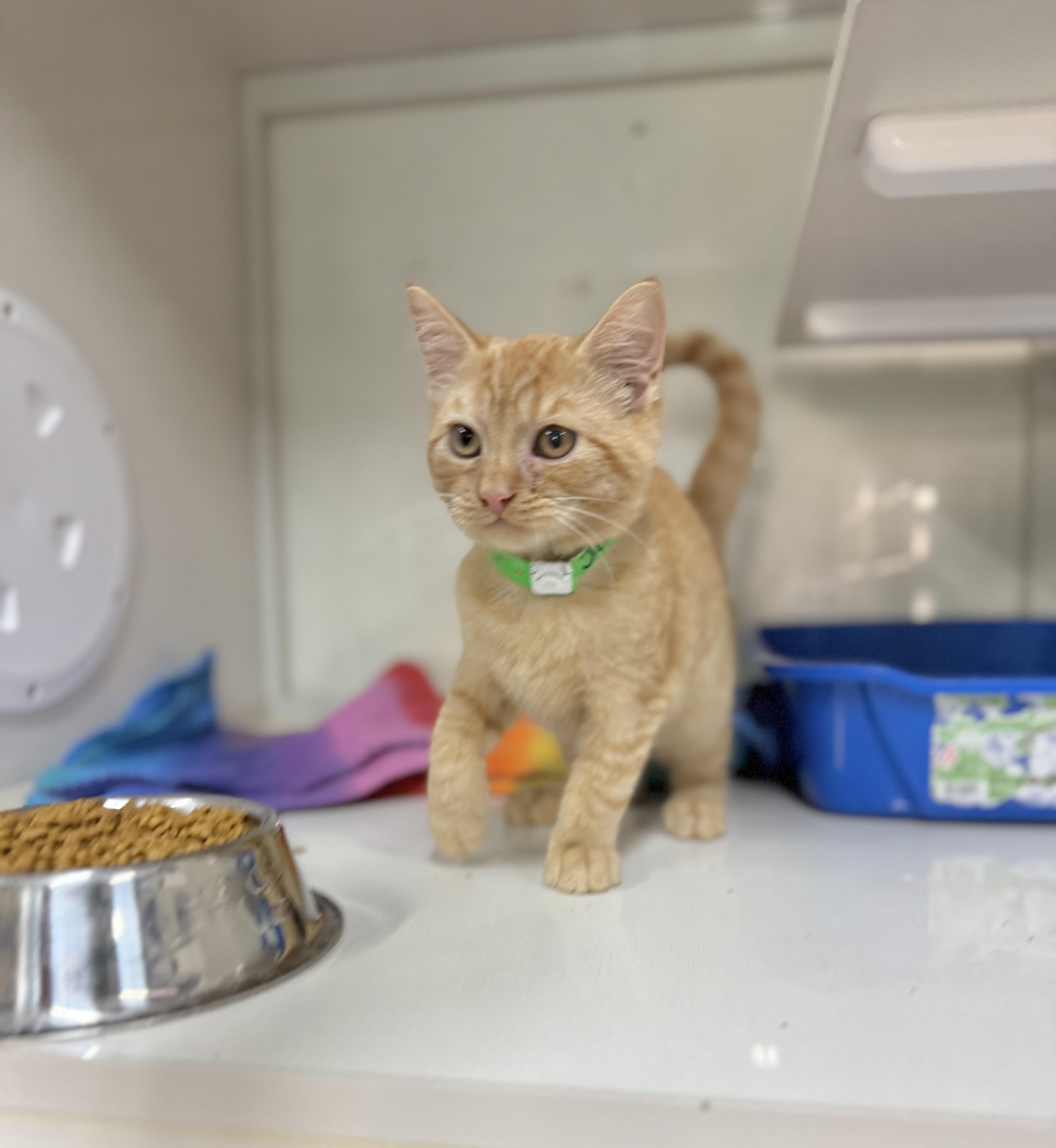 Enlarge Jeronimo, a Adoptable Tabby in Tavares, FL image 4/4
