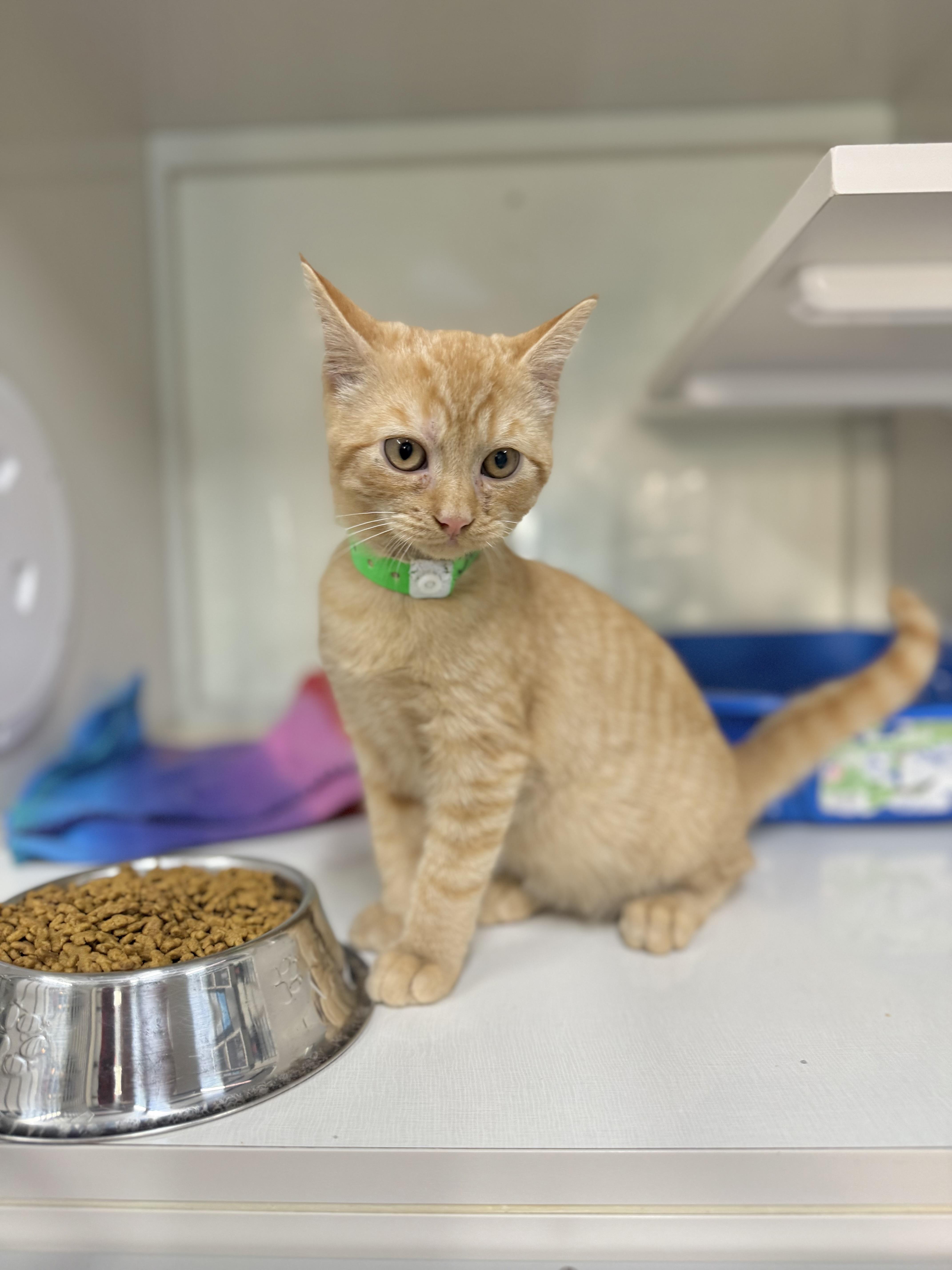 Enlarge Jeronimo, a Adoptable Tabby in Tavares, FL image 1/4