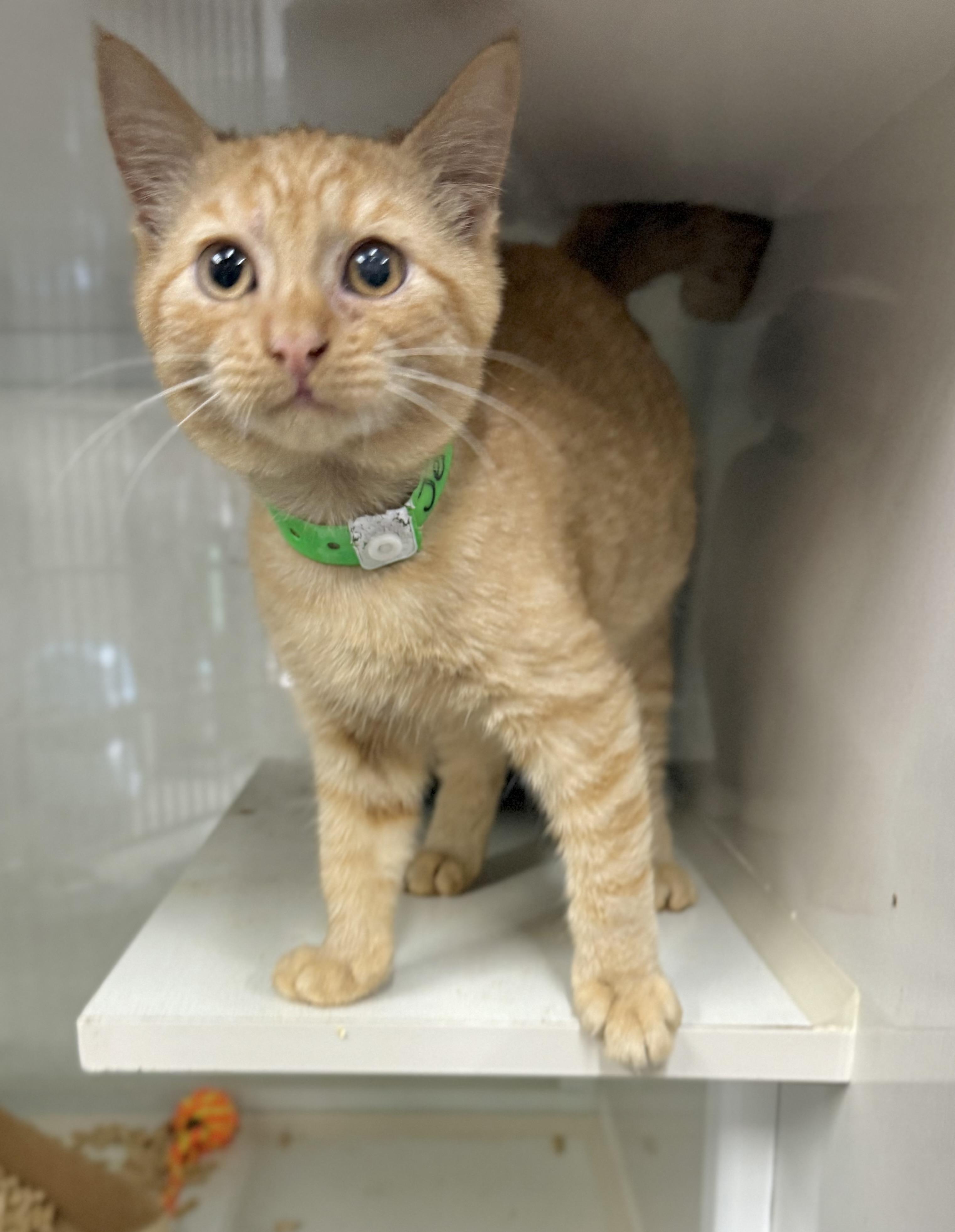 Enlarge Jeronimo, a Adoptable Tabby in Tavares, FL image 3/4