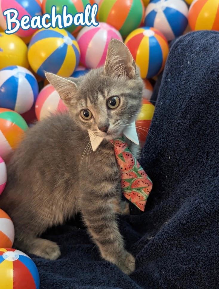 Beachball, Adoptable, Kitten Male Domestic Short Hair.