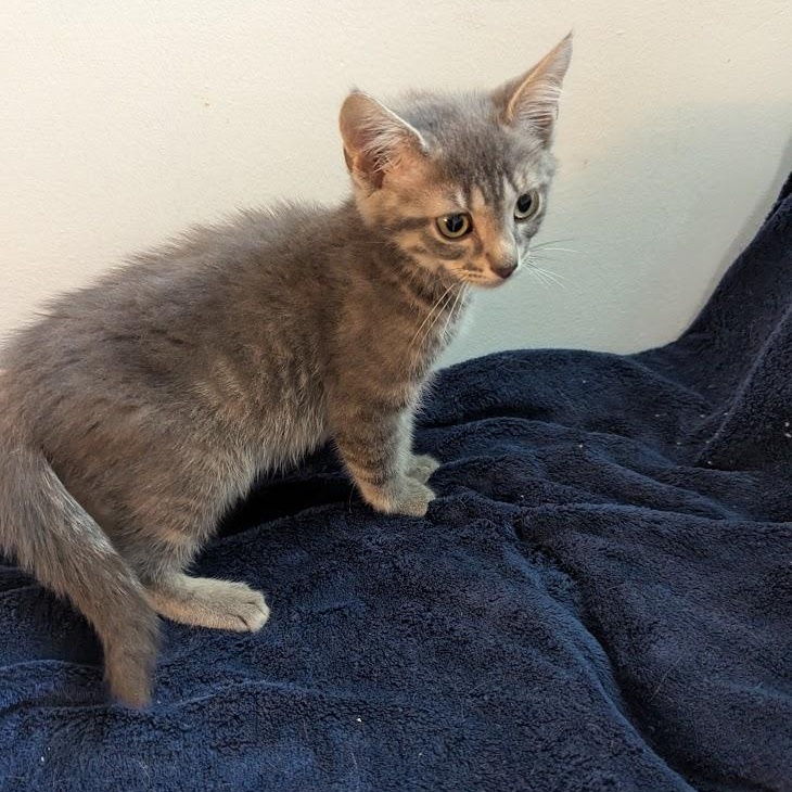 Enlarge Beachball, a Adoptable Domestic Short Hair in Haddon Heights, NJ image 4/4
