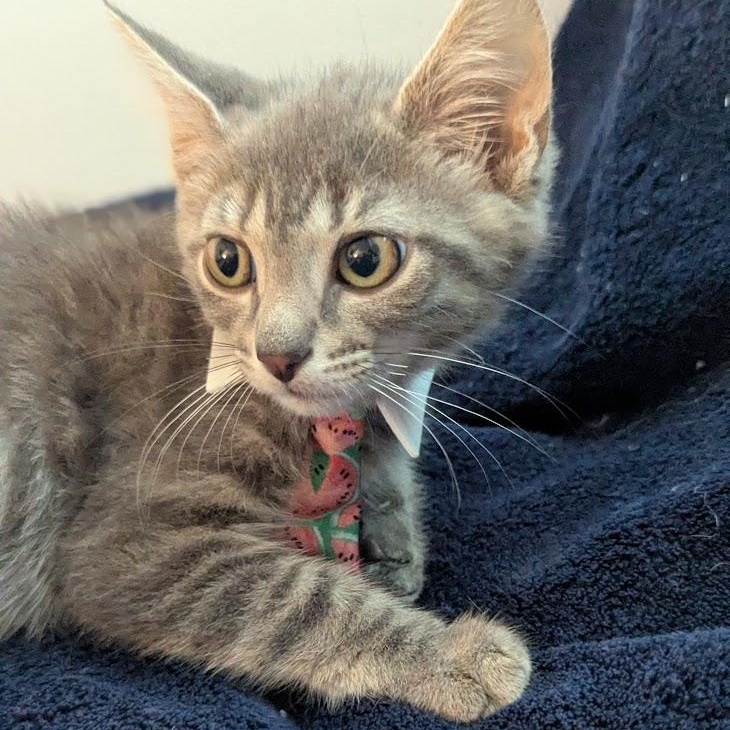 Enlarge Beachball, a Adoptable Domestic Short Hair in Haddon Heights, NJ image 2/4