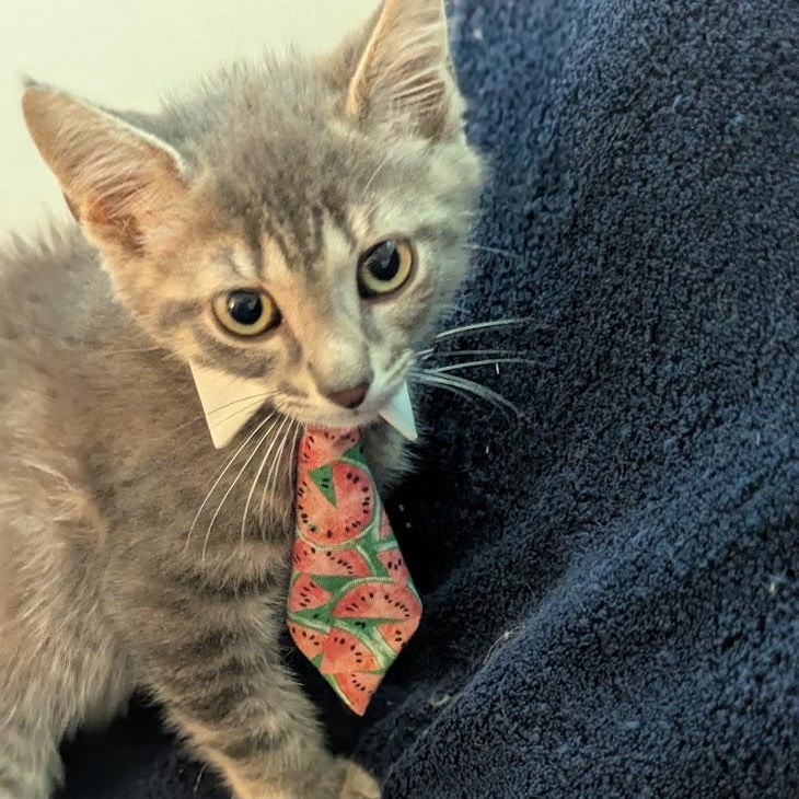 Enlarge Beachball, a Adoptable Domestic Short Hair in Haddon Heights, NJ image 3/4