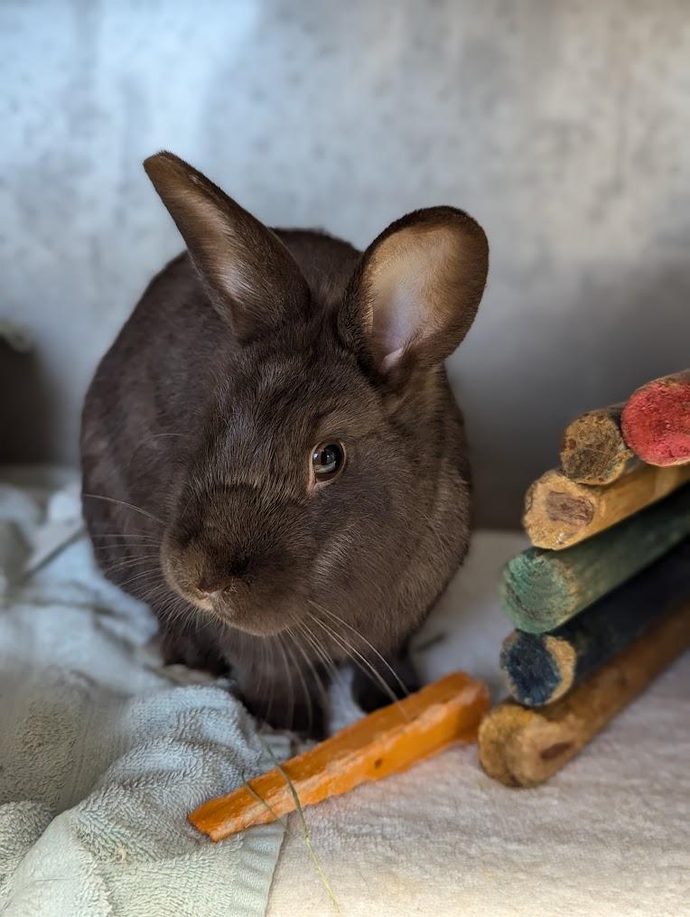 Chance the Hopper, Adoptable, Young Male Bunny Rabbit.