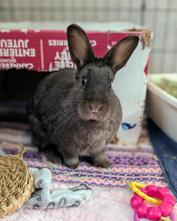 Chance the Hopper, a Adoptable Bunny Rabbit in Coquitlam, BC image 5/5