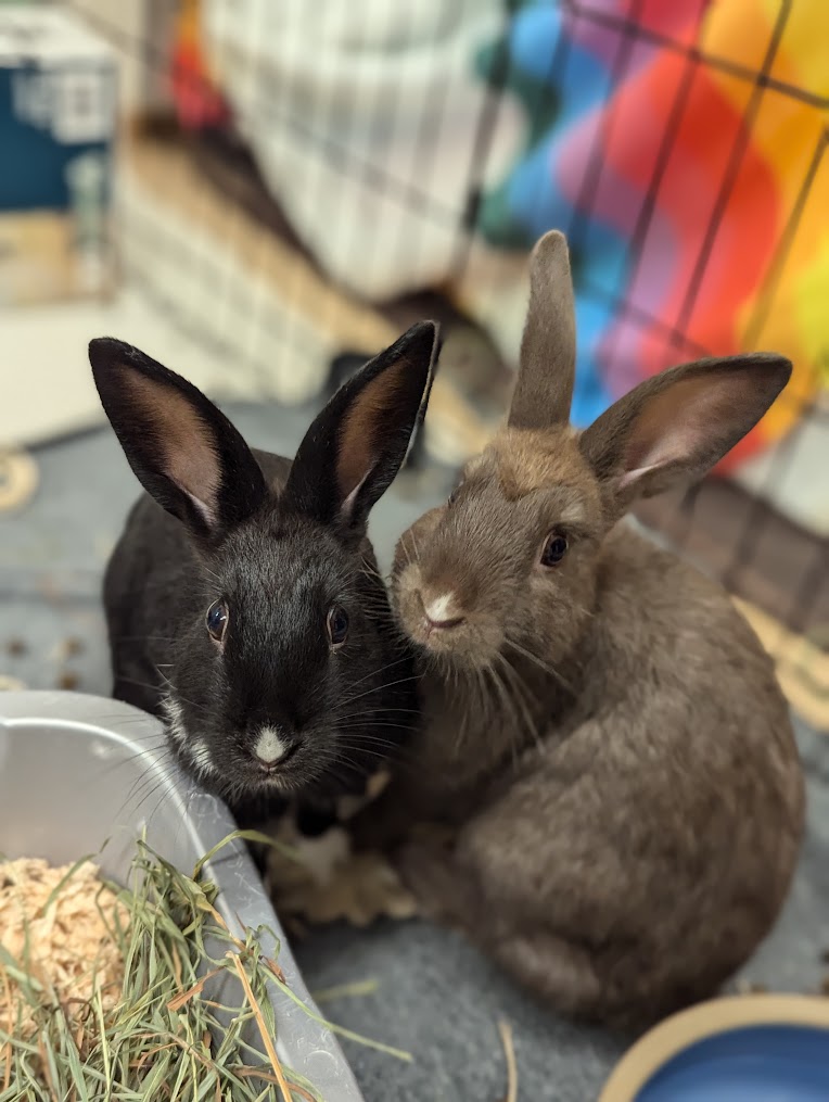 Chance the Hopper, a Adoptable Bunny Rabbit in Coquitlam, BC image 3/5