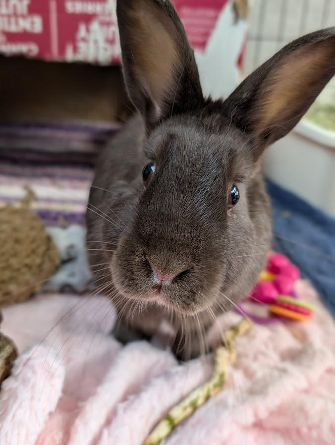Chance the Hopper, a Adoptable Bunny Rabbit in Coquitlam, BC image 4/5