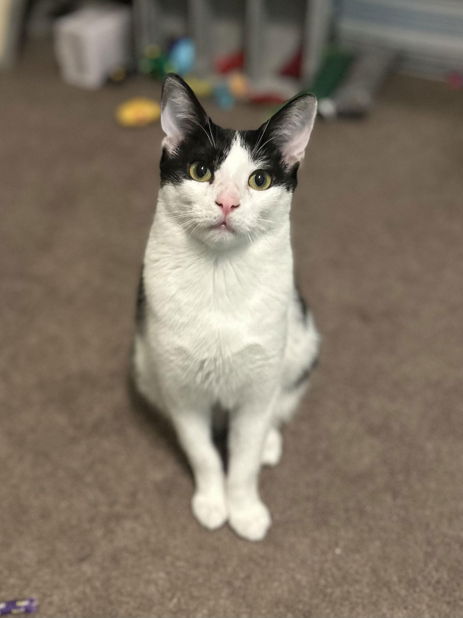 Stormy, Adopted, Young Female Domestic Short Hair.