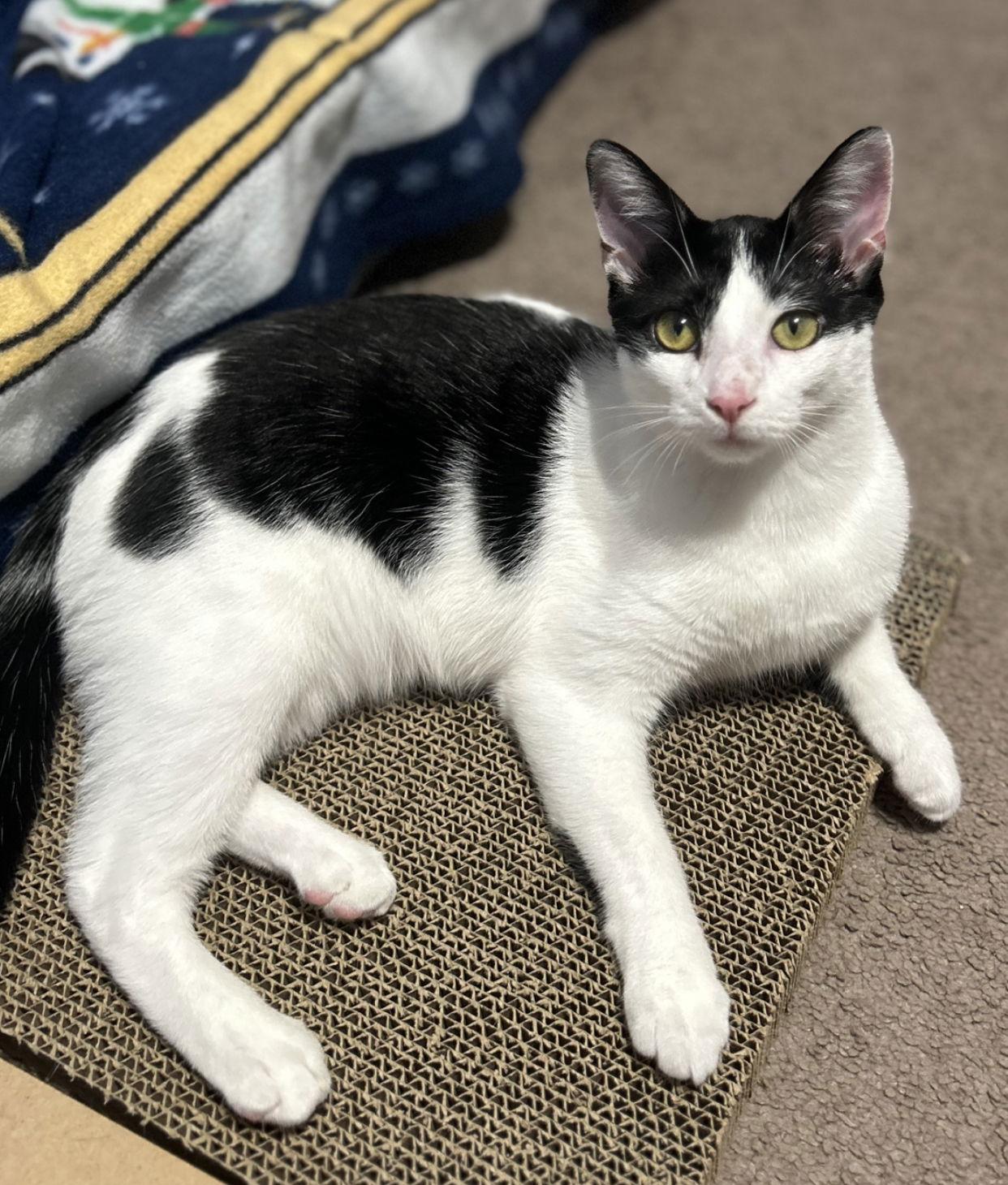 Enlarge Stormy, a Adopted Domestic Short Hair in Newtown Square, PA image 2/3