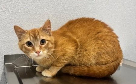 Enlarge Fil, a ADOPTABLE Domestic Short Hair in Pella, IA image 2/3