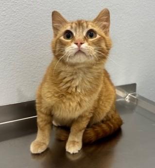 Enlarge Fil, a ADOPTABLE Domestic Short Hair in Pella, IA image 3/3