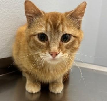 Fil, ADOPTABLE, Kitten Male Domestic Short Hair.