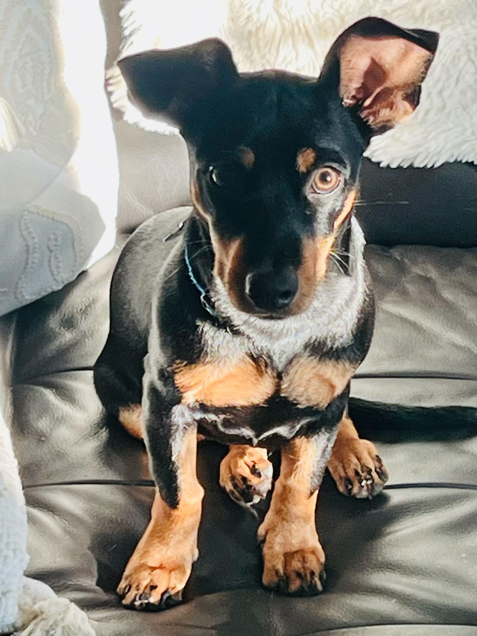 Jack, Adopted, Young Male Dachshund.