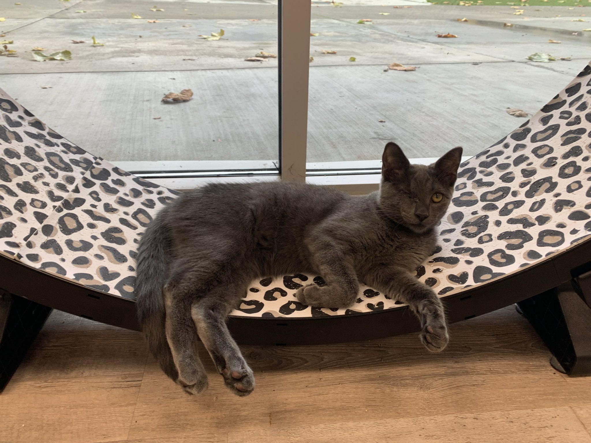 Enlarge Wazo , a Adoptable Domestic Short Hair in Petaluma, CA image 1/6