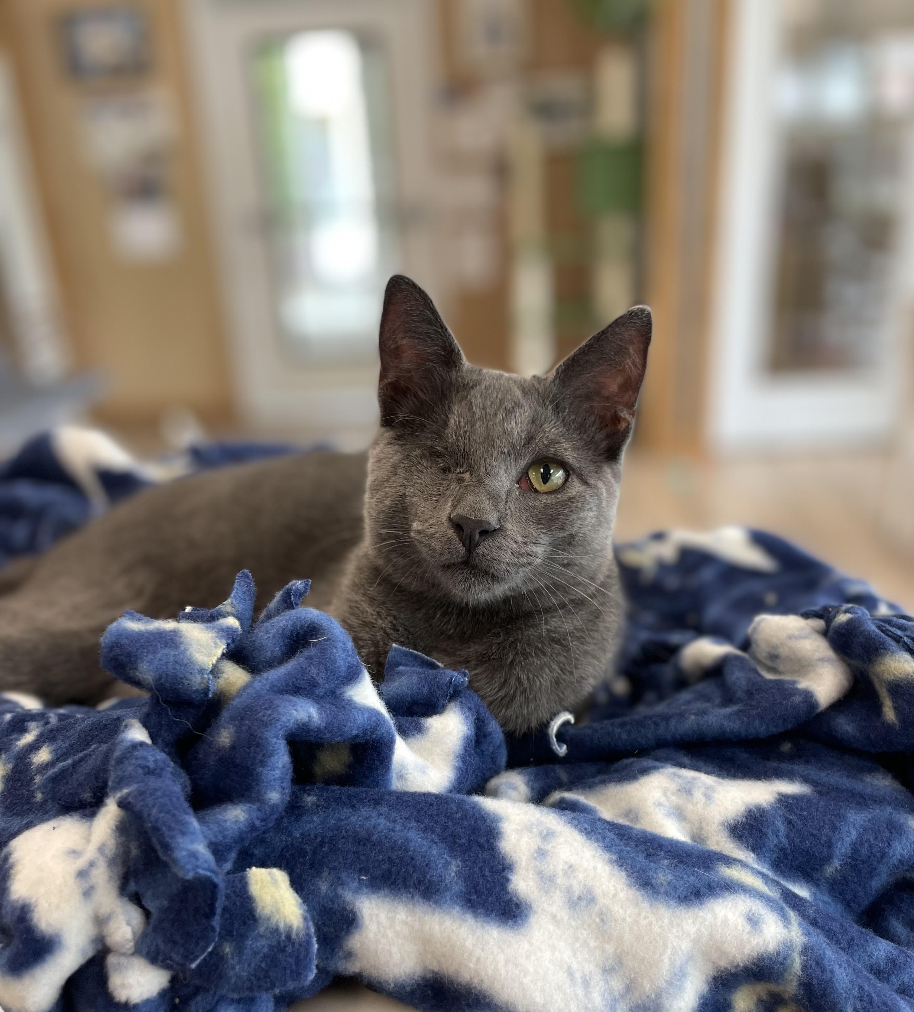 Enlarge Wazo , a Adoptable Domestic Short Hair in Petaluma, CA image 2/6