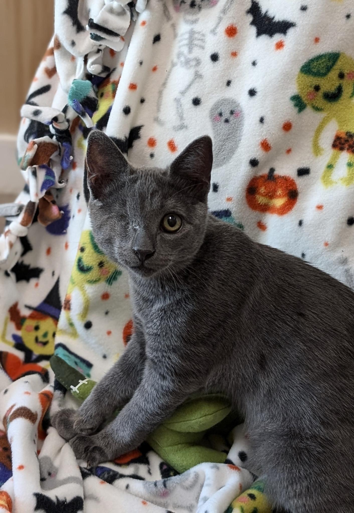 Enlarge Wazo , a Adoptable Domestic Short Hair in Petaluma, CA image 6/6