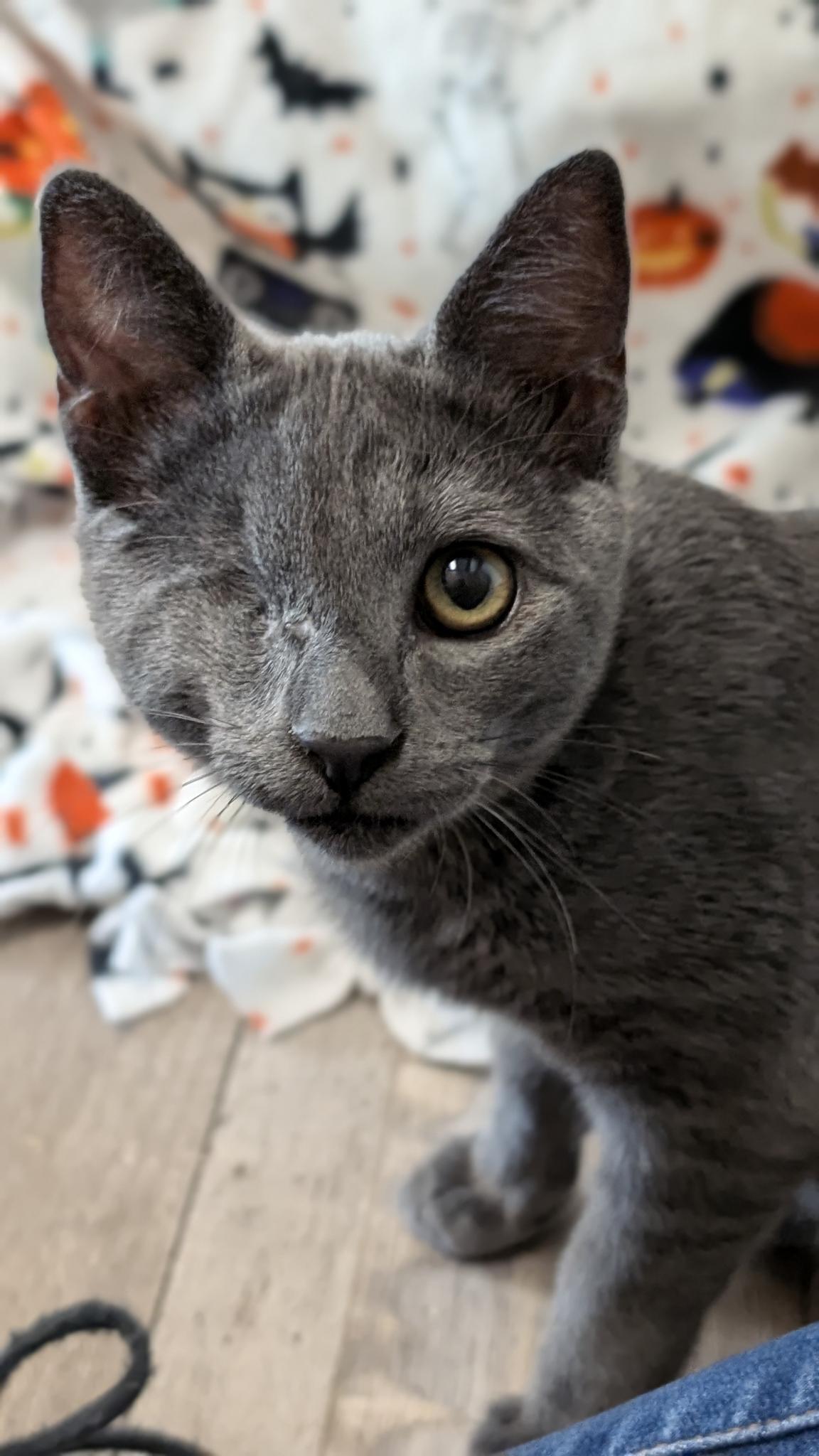 Wazo , Adoptable, Kitten Male Domestic Short Hair.