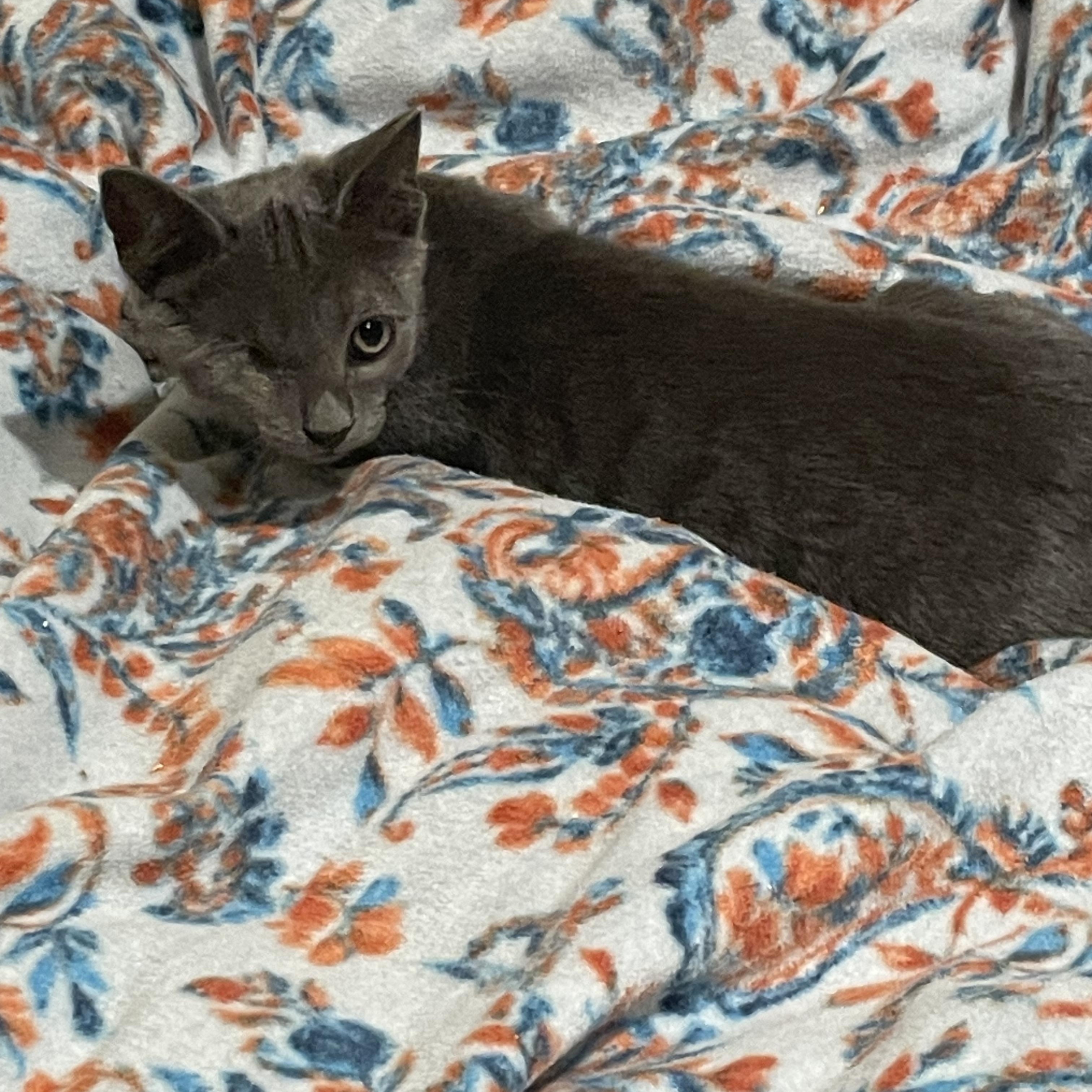 Enlarge Wazo , a Adoptable Domestic Short Hair in Petaluma, CA image 5/6