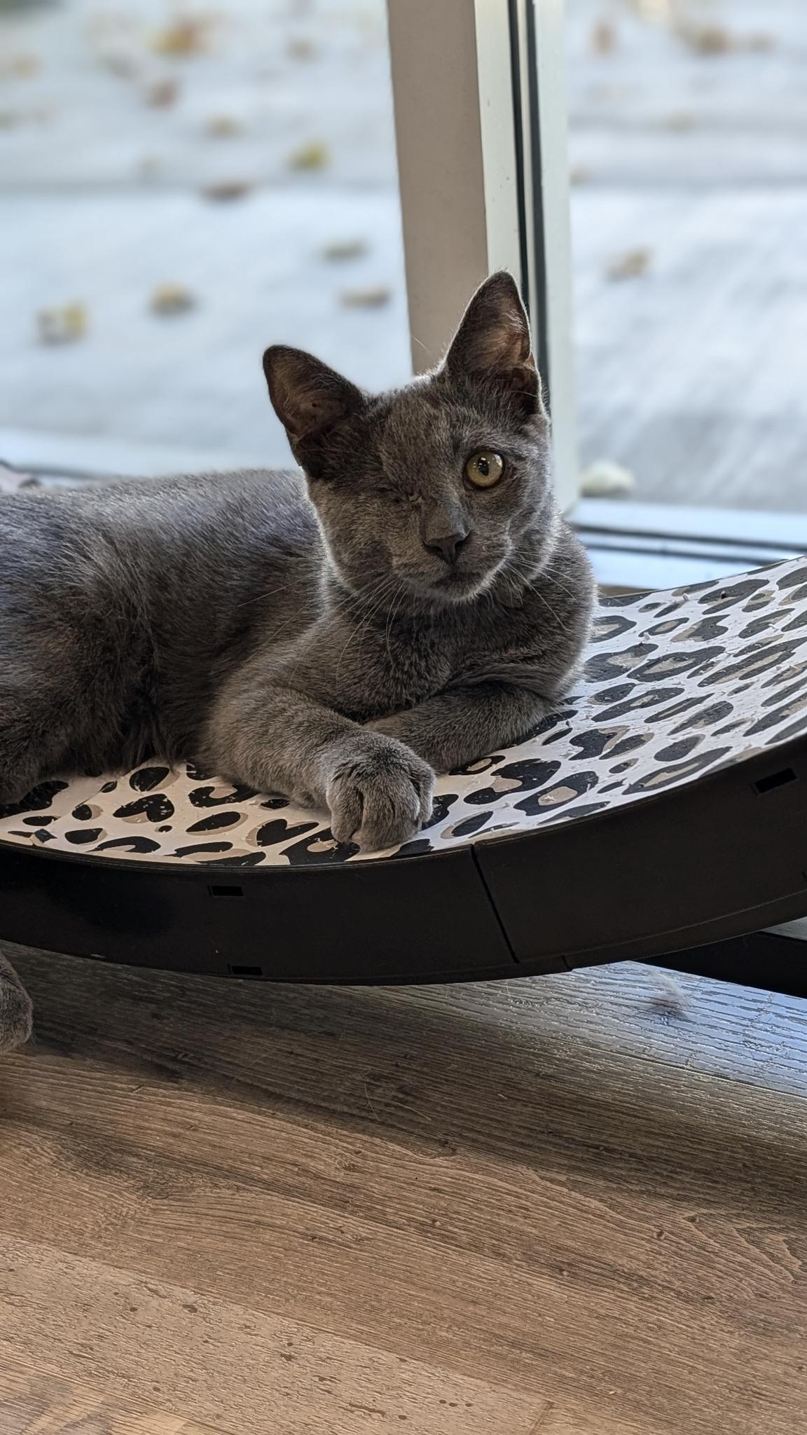 Enlarge Wazo , a Adoptable Domestic Short Hair in Petaluma, CA image 4/6