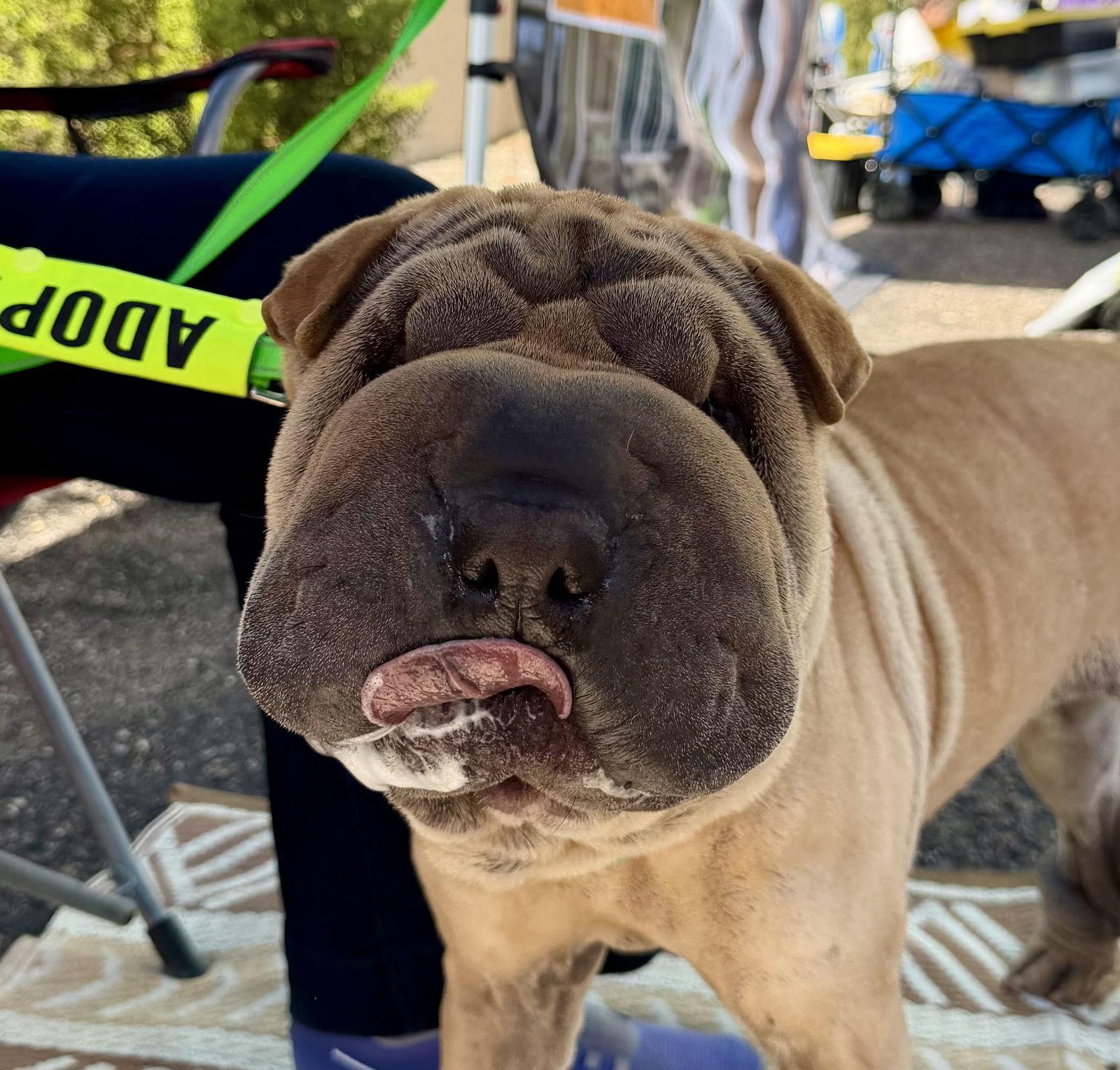 Zyrie, Adoptable, Adult Female Shar-Pei.