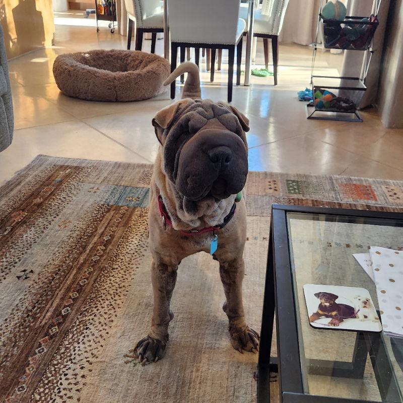 Zyrie, a Adoptable Shar-Pei in Tucson, AZ image 1/3