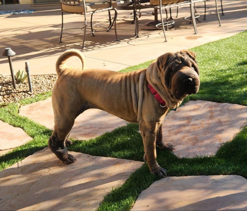 Zyrie, a Adoptable Shar-Pei in Tucson, AZ image 2/3