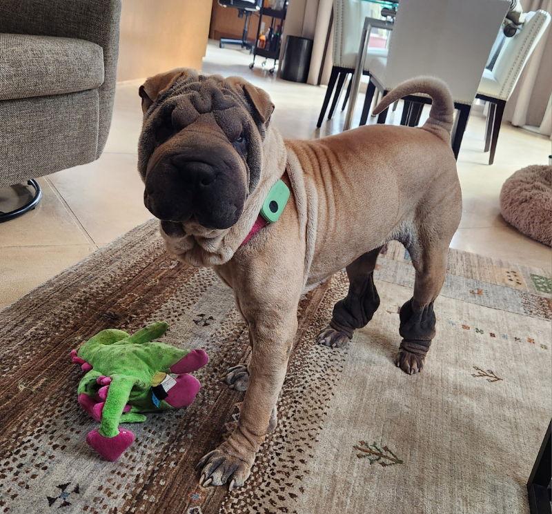 Zyrie, a Adoptable Shar-Pei in Tucson, AZ image 3/3