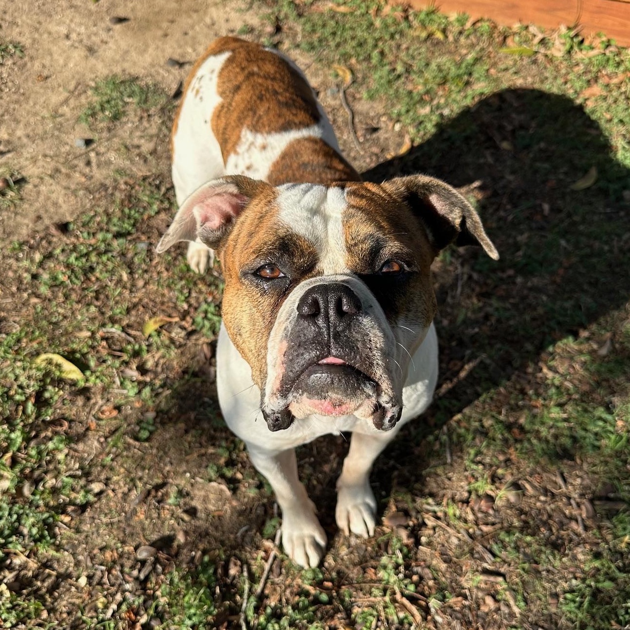 Enlarge Lola, an adopted mixed breed in Clinton, CT image 2/6