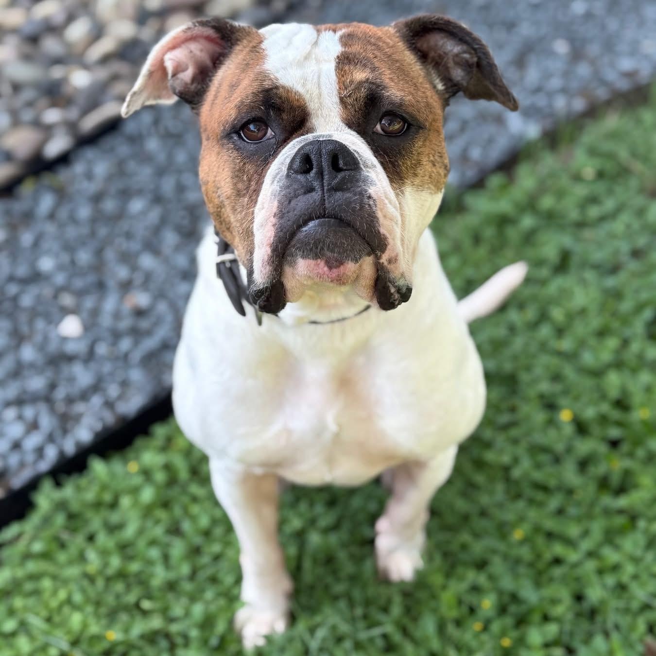 Enlarge Lola, an adopted mixed breed in Clinton, CT image 5/6