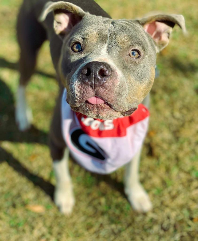 Azreal Blue, Adoptable, Adult Male Pit Bull Terrier & Mixed Breed.