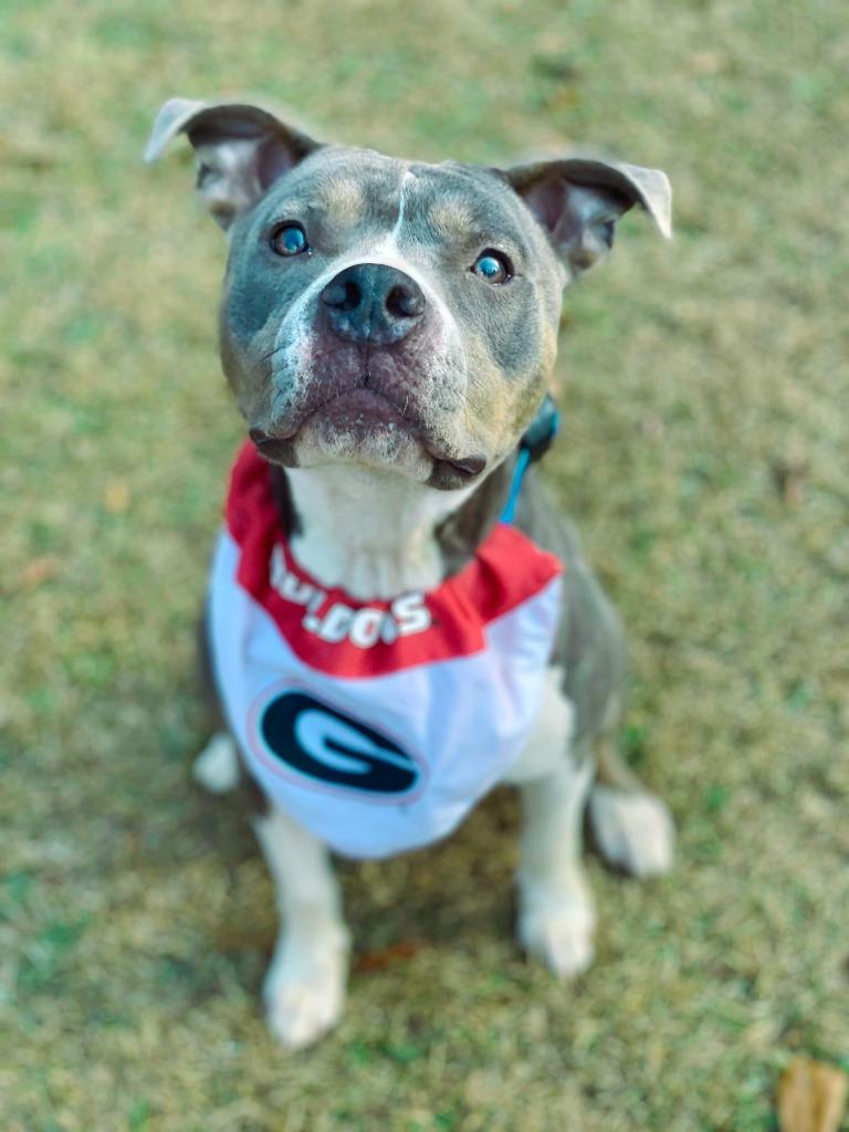 Enlarge Azreal Blue, a Adoptable mixed breed in Macon, GA image 1/6