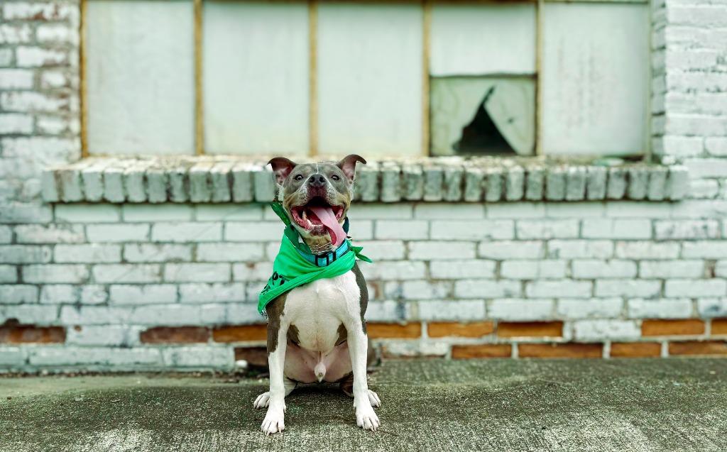 Azreal Blue, a Adoptable mixed breed in Macon, GA image 2/6