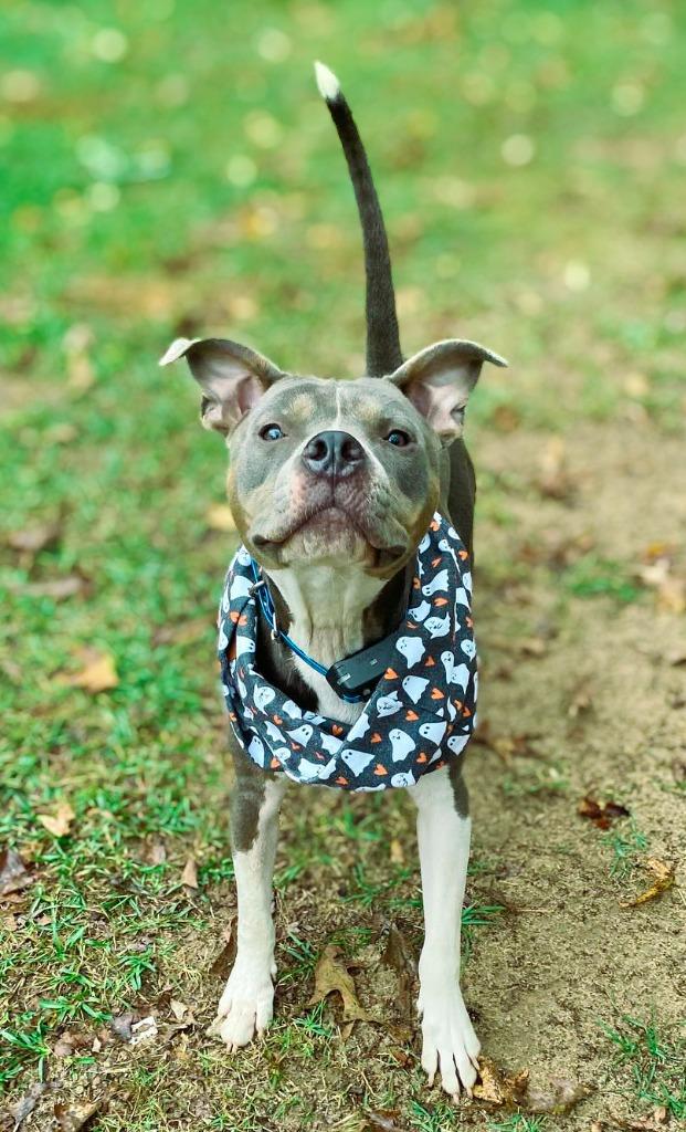 Enlarge Azreal Blue, a Adoptable mixed breed in Macon, GA image 2/6