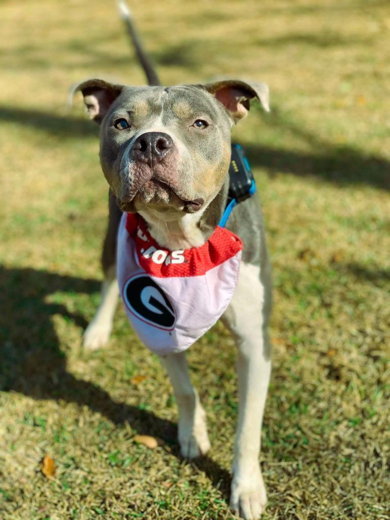 Azreal Blue, a Adoptable mixed breed in Macon, GA image 6/6