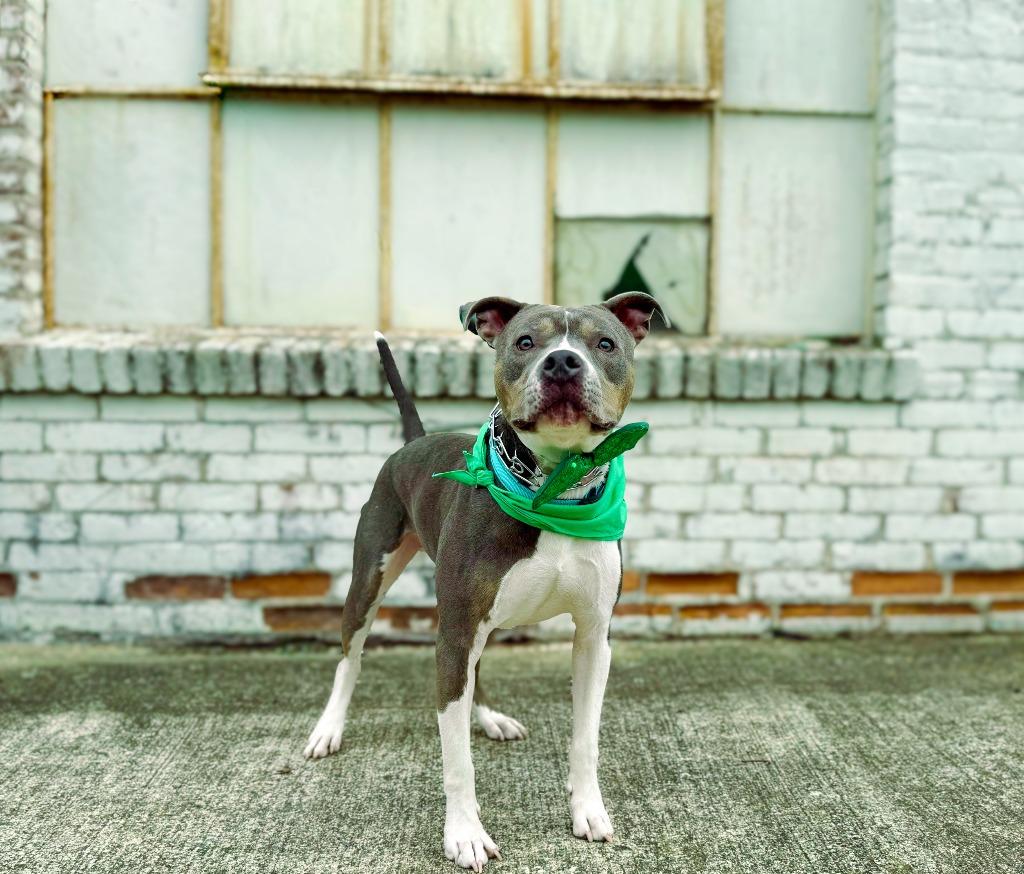 Azreal Blue, a Adoptable mixed breed in Macon, GA image 5/6