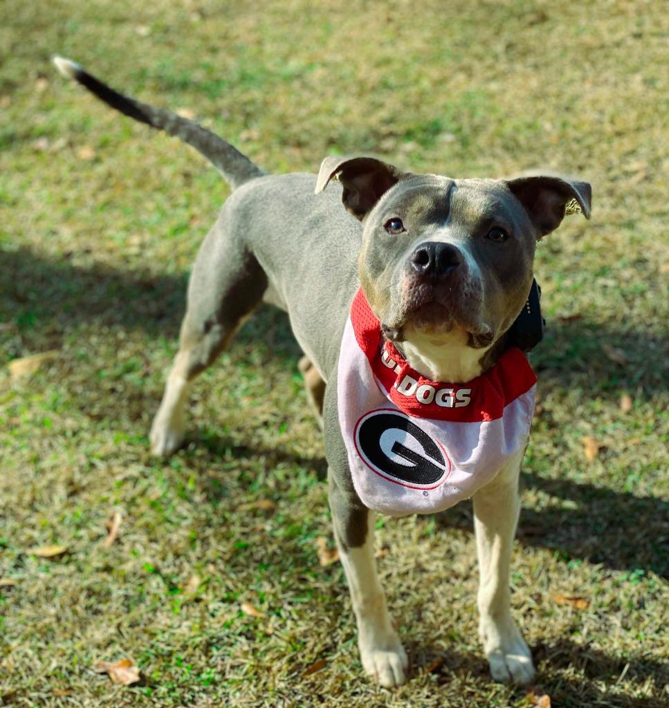 Enlarge Azreal Blue, a Adoptable mixed breed in Macon, GA image 4/6