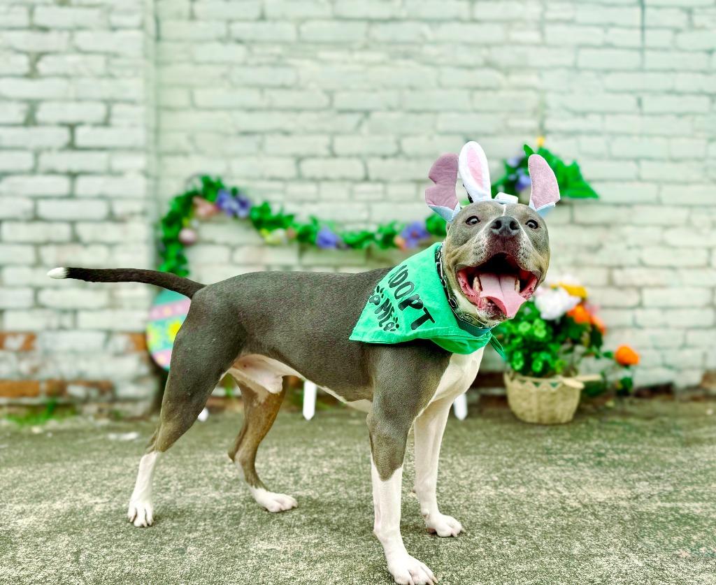 Azreal Blue, a Adoptable mixed breed in Macon, GA image 6/6