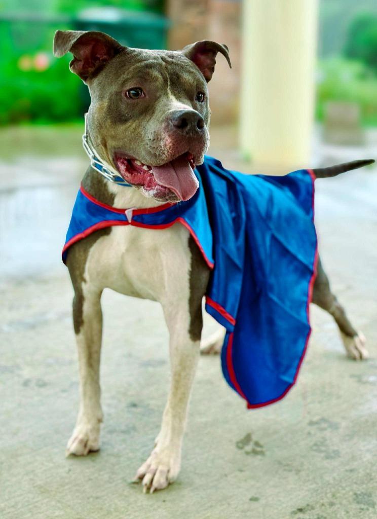 Enlarge Azreal Blue, a Adoptable mixed breed in Macon, GA image 6/6